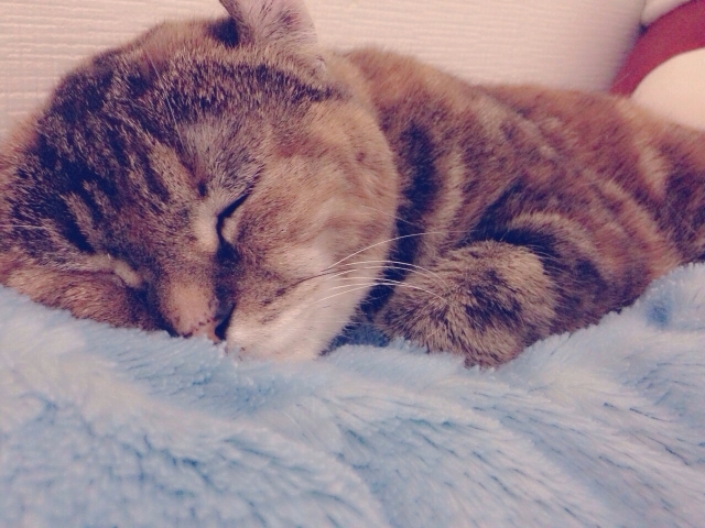 気持ちよく寝る猫