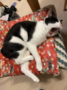 座布団に座る猫